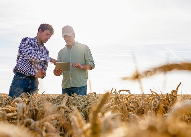 Two farmers looking at tablet in field