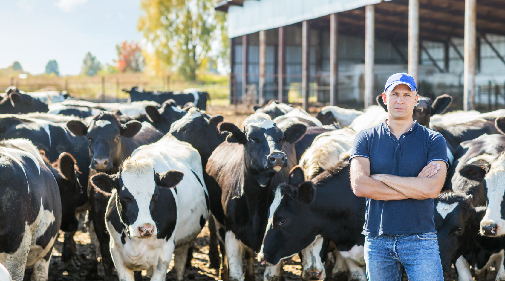 man standing in front of cows