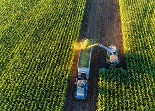 silage chopping