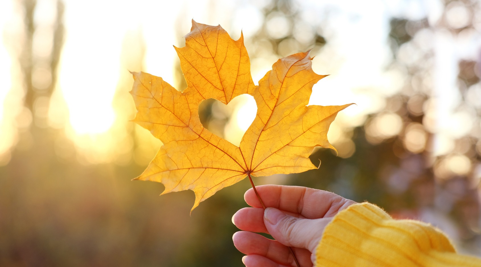 maple leaf with heart shape